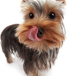 Meet your Posher, Regina